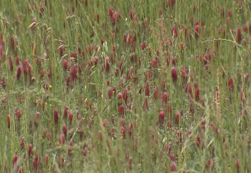 Cover crops helping improve soil quality
